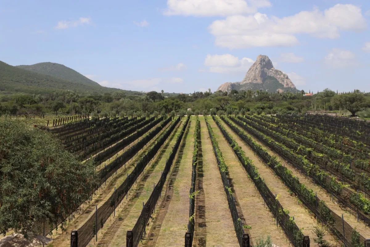 Filas de vid se extienden frente a la Peña de Bernal en Viñedo de Piedra, nuevo proyecto enoturístico de Ezequiel Montes integrado a la Ruta del Arte, Queso y Vino.